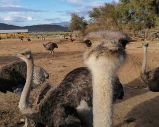 Safari Ostrich Tour Attraction Near Seabederfie