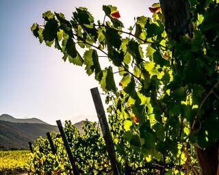 Karusa Farm Wine Attraction Near Seabederfie